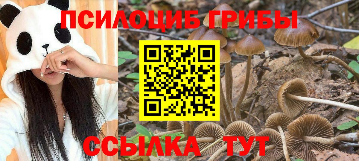 купить  сайты  Псилоцибиновые грибы прущие грибы  Галлюциногенные грибы мицелий  Вход с VPN  Алатырь 